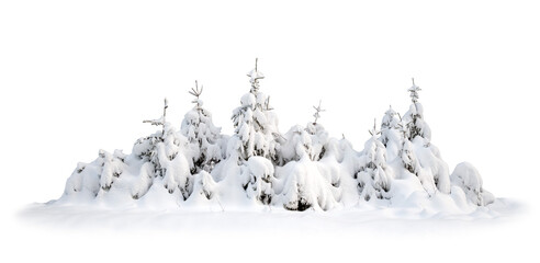 Group of small spruce trees covered in thick snow isolated on white background