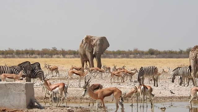 Huge elephant bull comes to a waterhole in Etosha National Park Namibia for a drink and shows who is boss