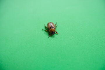 Insects on a green background