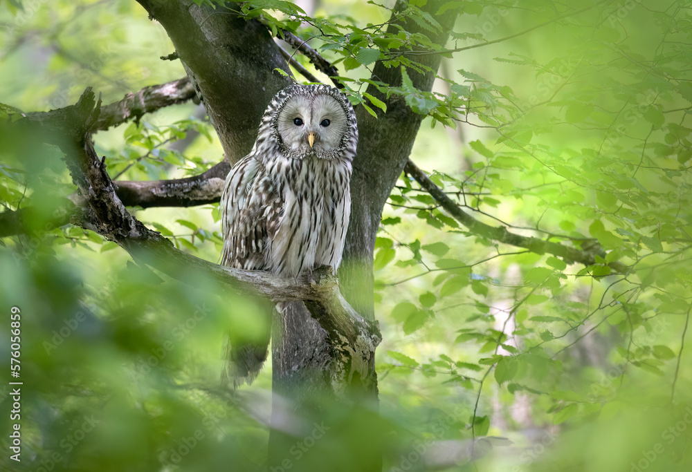 Wall mural Ural owl ( Strix uralensis ) in spring forest