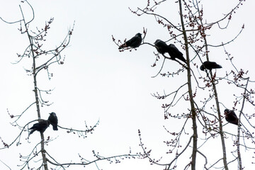 A group of crows sit on a tree branch without leaves