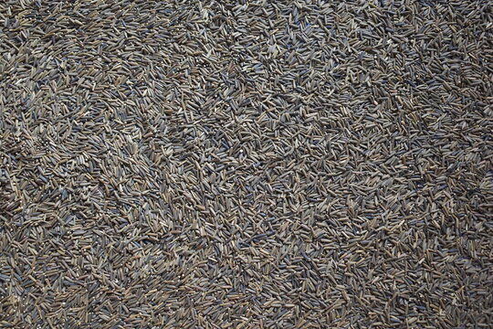 Raw whole dried bitter cumin seeds