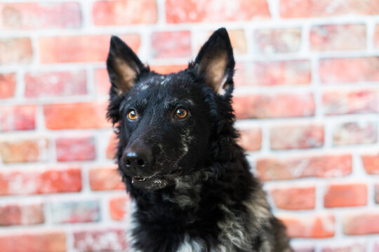 Black White Dog on back brick wall, mudi, studio shot