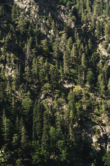 Mountain rocky slope overgrown with coniferous forest form a pattern of pine trees, mountain landscape in summer in the mountains