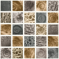 vector abstact seamless pattern background with sea stone texture with imprints of ancient ammonite shells. Suitable for wallpaper design, wrapping paper, fabric, ceramic tiles © paseven