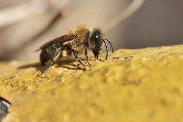Wild bee.  Osmia bicornis or red mason bee