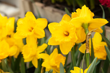 Yellow daffodils flowers in the garden