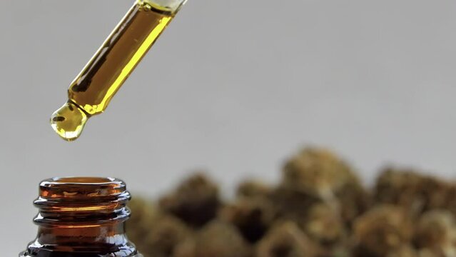 Medicinal CBD hemp oil in a dropper drips into a bottle. Dried cannabis buds in the background