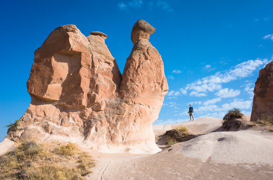 The Camel at the Devrent Valley or Imagination valley in Cappadocia, Tourist standing next to famous rock formation in Goreme National Park, Turkey travel