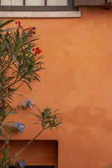flowers in front of orange wall in italy