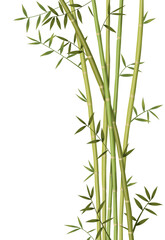 bamboo isolated png 