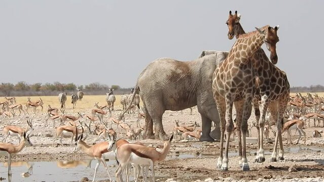Rumble at the waterhole. A giraffe pushes another giraffe aside. Lots of wildlife around the waterhole in Etosha National Park Namibia.