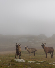 Boucs sauvages en liberté se promenant dans la brume.