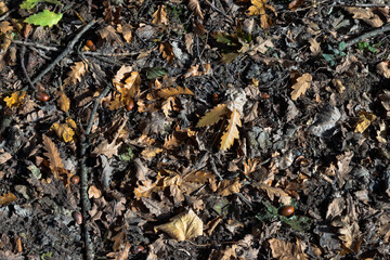 Feuilles disposées au sol durant l'automne dans une forêt