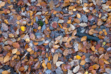 Feuilles disposées au sol durant l'automne dans une forêt