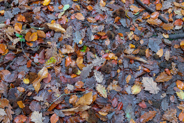 Feuilles disposées au sol durant l'automne dans une forêt