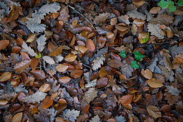 Feuilles disposées au sol durant l'automne dans une forêt