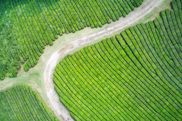 An aerial view of a green tea plantation on a mountainside. Copy space.