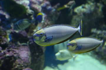 Obraz premium Bluespine unicornfish (Naso unicornis), also known as the short-nose unicornfish. Fish under water. 