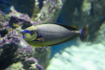 Bluespine unicornfish (Naso unicornis), also known as the short-nose unicornfish. Fish under water.	
