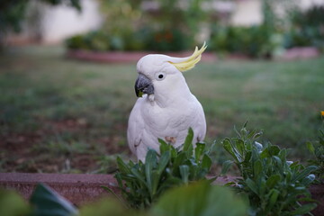 sulphur crested cockatoo standing on grass