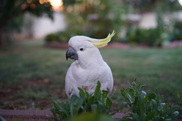 sulphur crested cockatoo standing on grass