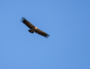 griffon vulture flying over the blue sky