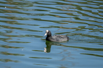 common coot swimming in the park