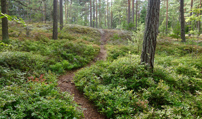 Path in the forest