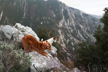 Two dogs on a stone at mountains. Hiking with a Pet. Nova Scotia Tolling Retriever and Jack Russell Terrier