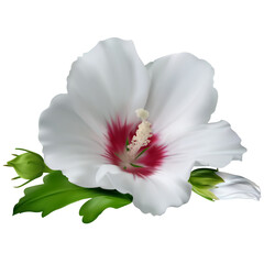 Tropical flower. Hibiscus. Green leaves. Floral pattern. White. Isolated.
