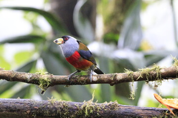 Semnornithidae Compás o toucan barbets