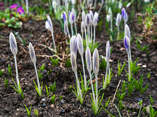 Spring flowering Crocus plants