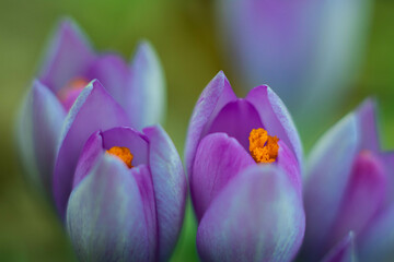 Fototapeta na wymiar purple flower at winter or spring