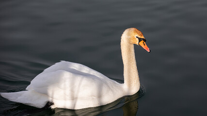 Schwan im Wasser