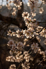 primer plano de flores de almendro en una rama