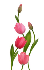 Obraz premium Spring flowers. Beautiful tulips. Floral background. Buds. Pink. Red. Green leaves. Bouquet.