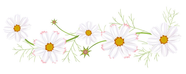 Cosmos flowers. Floral background. Border decorated with flowers. Wildflowers. Spring flower. Daisies.