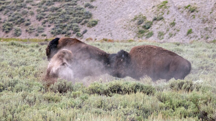 Bison Buffalo bulls sparring and fighting in Hayden Valley in Yellowstone National Park United States