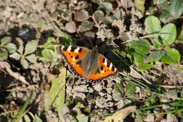 Small tortoiseshell butterfly (Aglais urticae) sitting on a grass field in Zurich, Switzerland