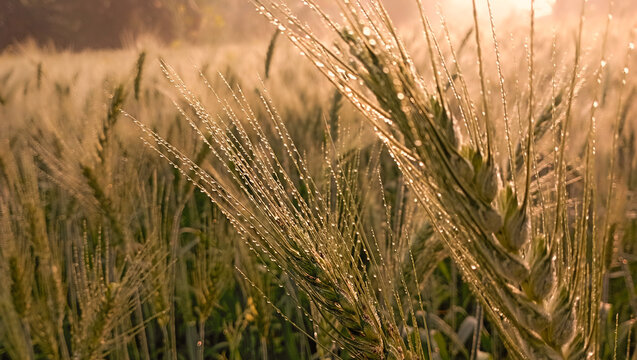 Green raw wheat on the field with morning sunny day vibe image