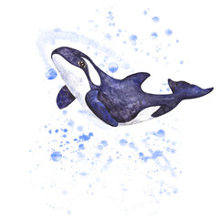 Watercolor illustration of an arctic killer whale in blue-black tones with a texture with splashes, on a  
white background