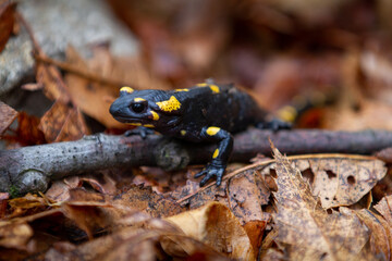 Ein Feuersalamander ruht sich auf Blätter und Aststück aus. 