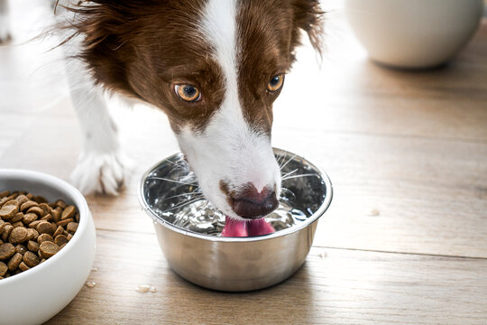 Dog border collie drink clear flat water from steel bowl.