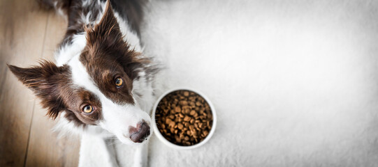 Dog food or granules in bowl. Border collie pet on side.