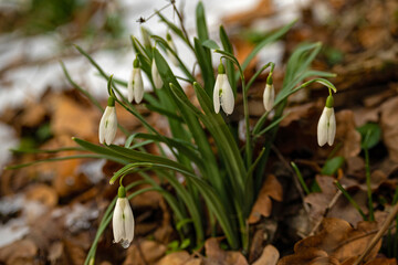 group of snowdrop flowers in a winter forest