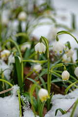 group of spring snowflake flowers covered in a snowy winter forest