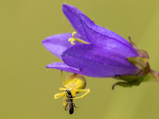 Yellow Crab Spider Capturing a Fly