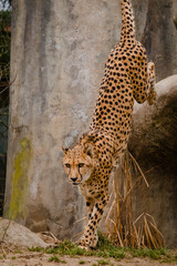 Leopard Jumping 