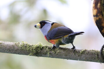 Semnornithidae Compás o toucan barbets